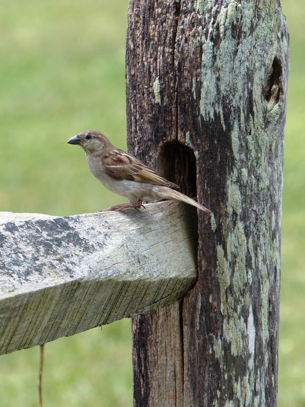 Bird Feeder Hanging