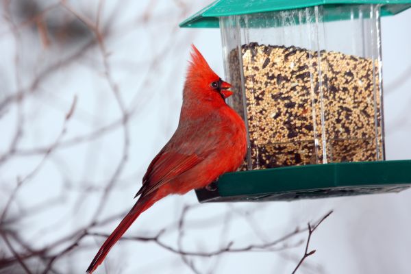 Bird Feeder Hanging in Elyria